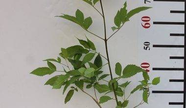 Tecoma stans 40-50cm