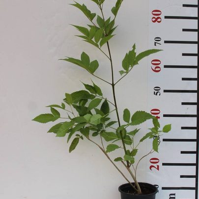 Tecoma stans 40-50cm