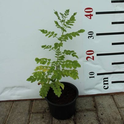 Tecoma smithi 40-50cm
