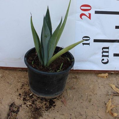 Agave attenuata