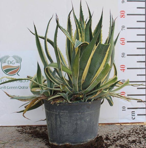 Agave americana marginata