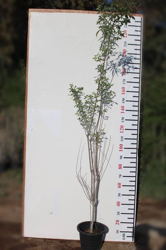 Vitex agnus-castus 1-1.2m