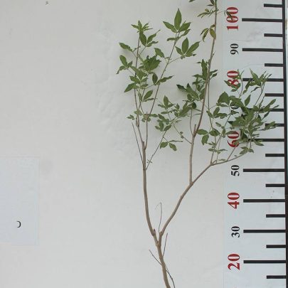 Vitex agnus-castus 70-80cm