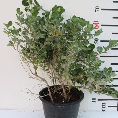 Vitex rotundifolia 60-80cm