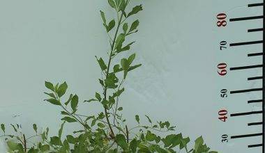 Vitex trifolia purpurea 30-40cm