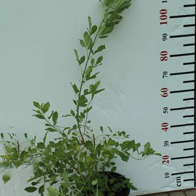 Vitex trifolia purpurea 30-40cm