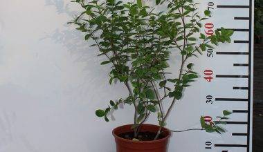 Wrightia milky way 40-50cm