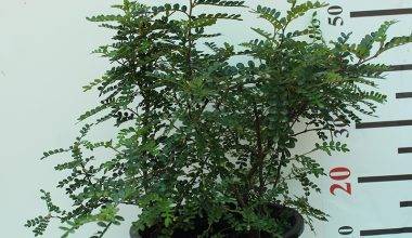 Zanthoxylum 'odorom' 40-50cm