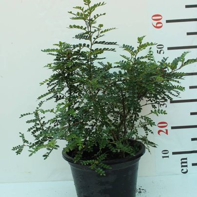 Zanthoxylum 'odorom' 40-50cm