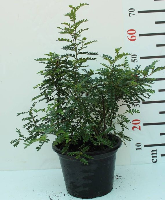 Zanthoxylum 'odorom' 40-50cm