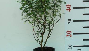 Zanthoxylum 'Odorom' 30-35cm