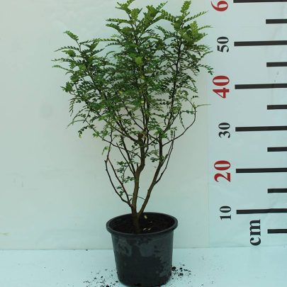 Zanthoxylum 'Odorom' 30-35cm