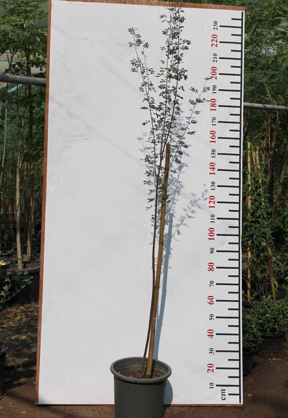 Acacia arabica 1.5-1.8m ht