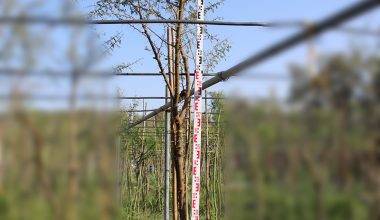 Acacia arabica 2.5-3.0m ht