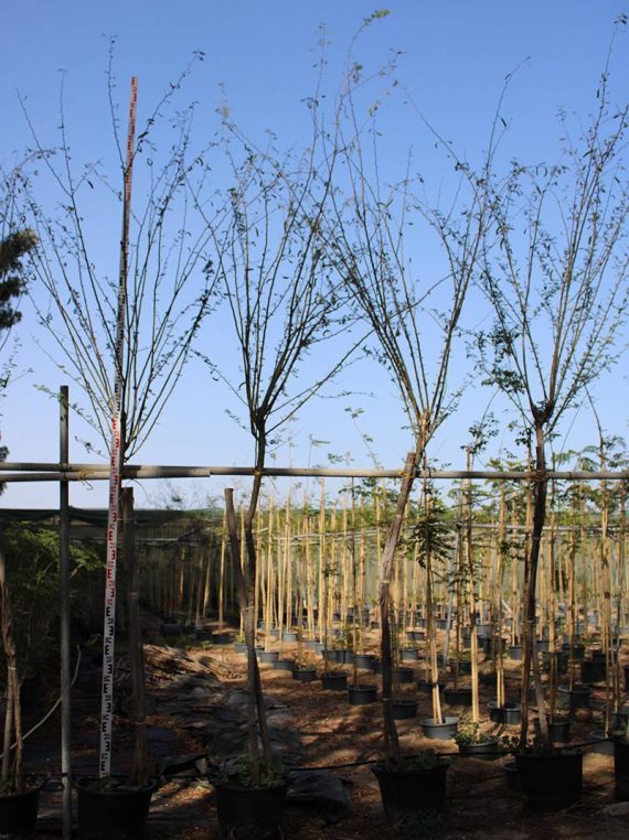 Acacia farnesiana 3-3.5m