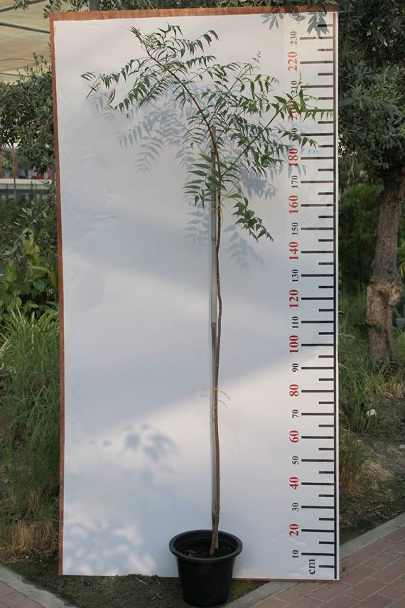 Azadirachta indica " Neem "- (2.0-2.5 m O.A Ht)