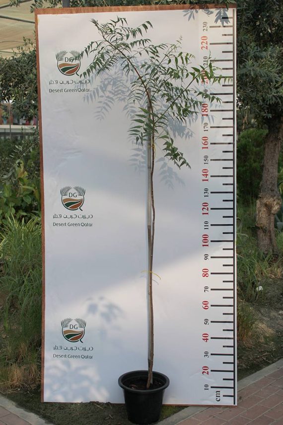 Azadirachta indica " Neem "- (2.0-2.5 m O.A Ht) - Image 2