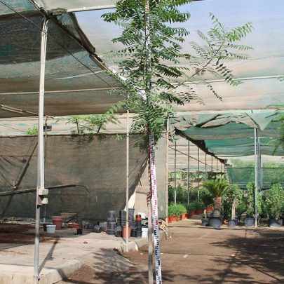 Azadirachta indica " Neem " 3.0-3.5m Ht,1.5m CS,3-4cm Dia