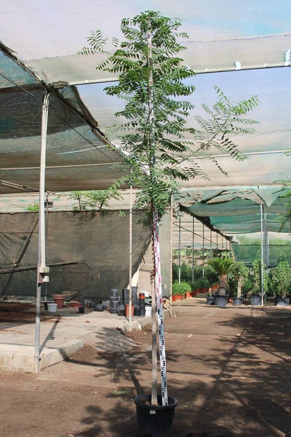 Azadirachta indica " Neem " 3.0-3.5m Ht,1.5m CS,3-4cm Dia