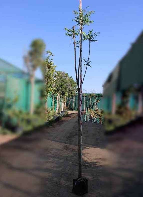 Azadirachta indica "Neem" 2"  3.0-3.5m Ht,1.5m CS,3-4cm Dia - Image 2