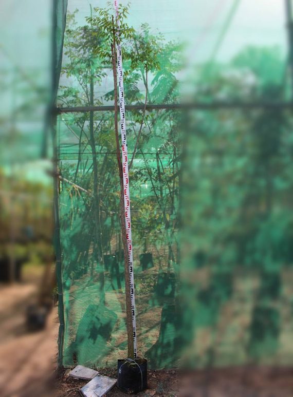 Azadirachta indica "Neem" 2"  3.0-3.5m Ht,1.5m CS,3-4cm Dia