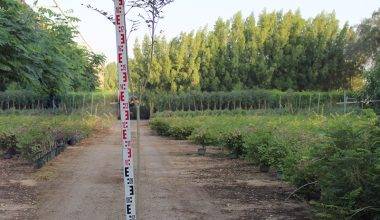 Albizia lebbeck 1.8-2.22m