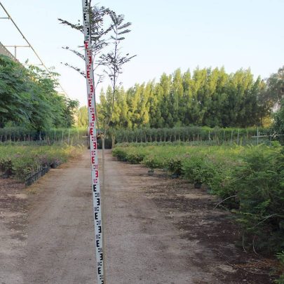 Albizia lebbeck 1.8-2.22m