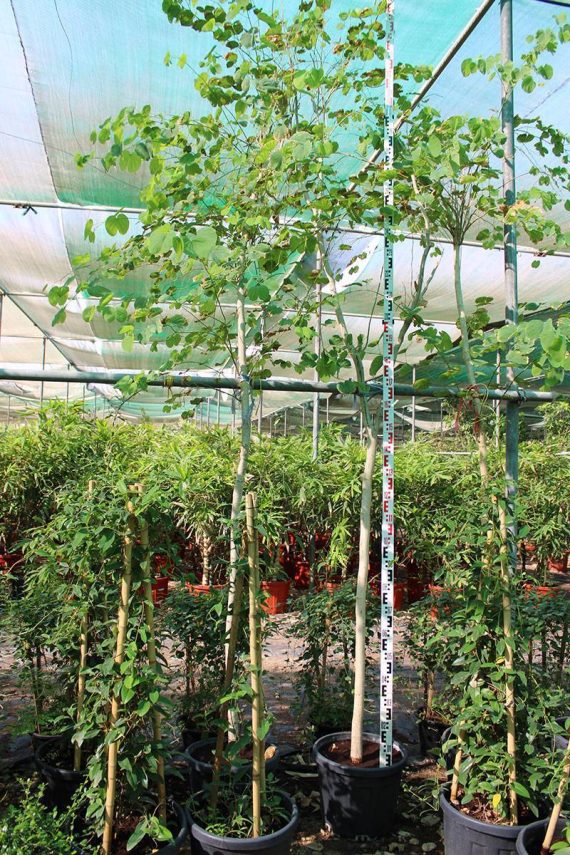 Bauhinia blackeana 3.0-3.5m Ht, 2.0m CS,1.5'' dia
