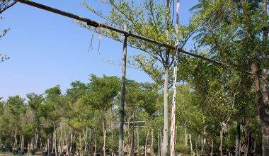 Bucida buceras ( 4.5-5.0m Height, 6-7cm Dia )