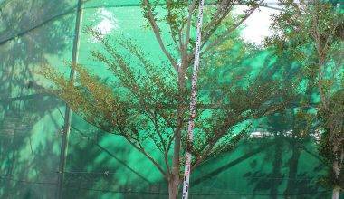 Bucida buceras (3.0- 3.5m Height, 40-50mm di)