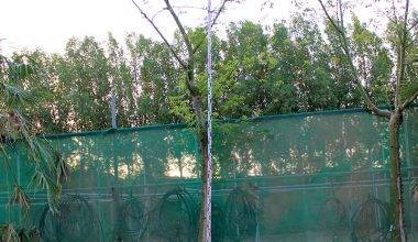 Chorisia speciosa (3.5-4.0m O.A Ht,70-80mm dia¸)