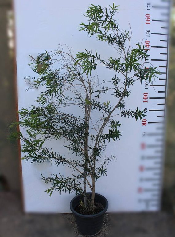 Callistemon viminalis 1.5m H