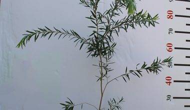 Callistemon viminalis 1.0m H