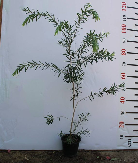 Callistemon viminalis 1.0m H