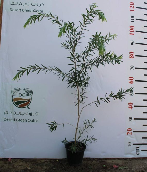 Callistemon viminalis 1.0m H - Image 2