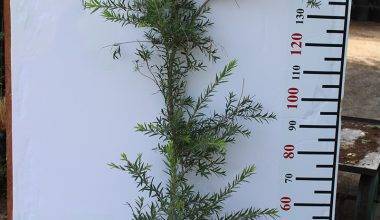 Callistemon viminalis (1.0-1.5 m O.A Ht)