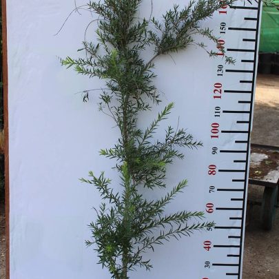 Callistemon viminalis (1.0-1.5 m O.A Ht)