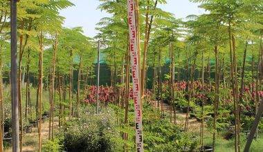 Delonix regia (4.0m Ht, 2.0m CS, 80-90mm¸)
