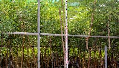 Delonix regia 3.0-3.5m Ht, 1.8m CT 6-7cm Dia