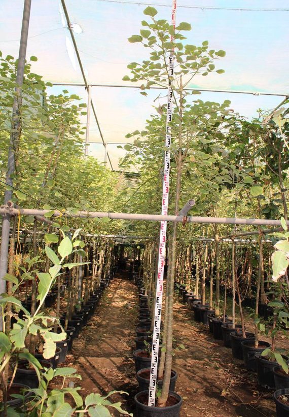 Erythrina caffra ( 2.5-3.0m Ht, 25-35mm dia) - Image 3