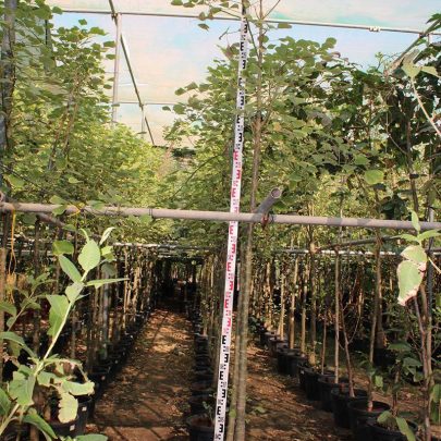 Erythrina caffra ( 2.5-3.0m Ht, 25-35mm dia)