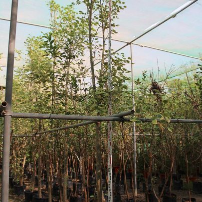 Erythrina caffra 3.5-4.0m Ht, 2.5m CS, 70-80mm