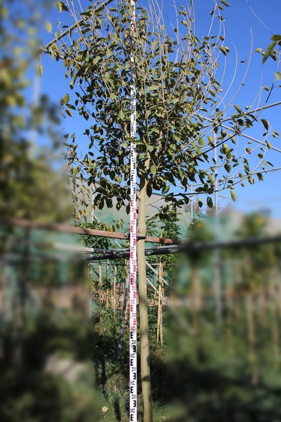 Ficus altissima 3m height - Image 2