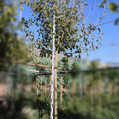 Ficus altissima 3m height