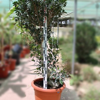 Ficus bonsai Fat & Strong Root ( 1.4 - 1.8m Over All Height )