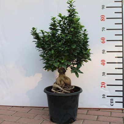 Ficus Bonsai " 2000 GM "
