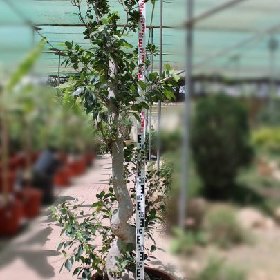 Ficus Big Shima root 1.5-1.8m