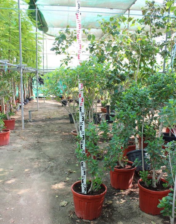 Ficus microcarpa " Bonsai " 1.2m - Image 4
