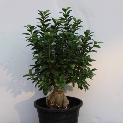 Ficus Bonsai " 1000 GM "