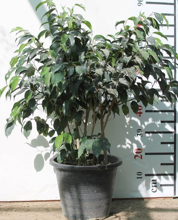 Ficus benjamina " Dwarf " (2-2.5m Height,& Bushy)